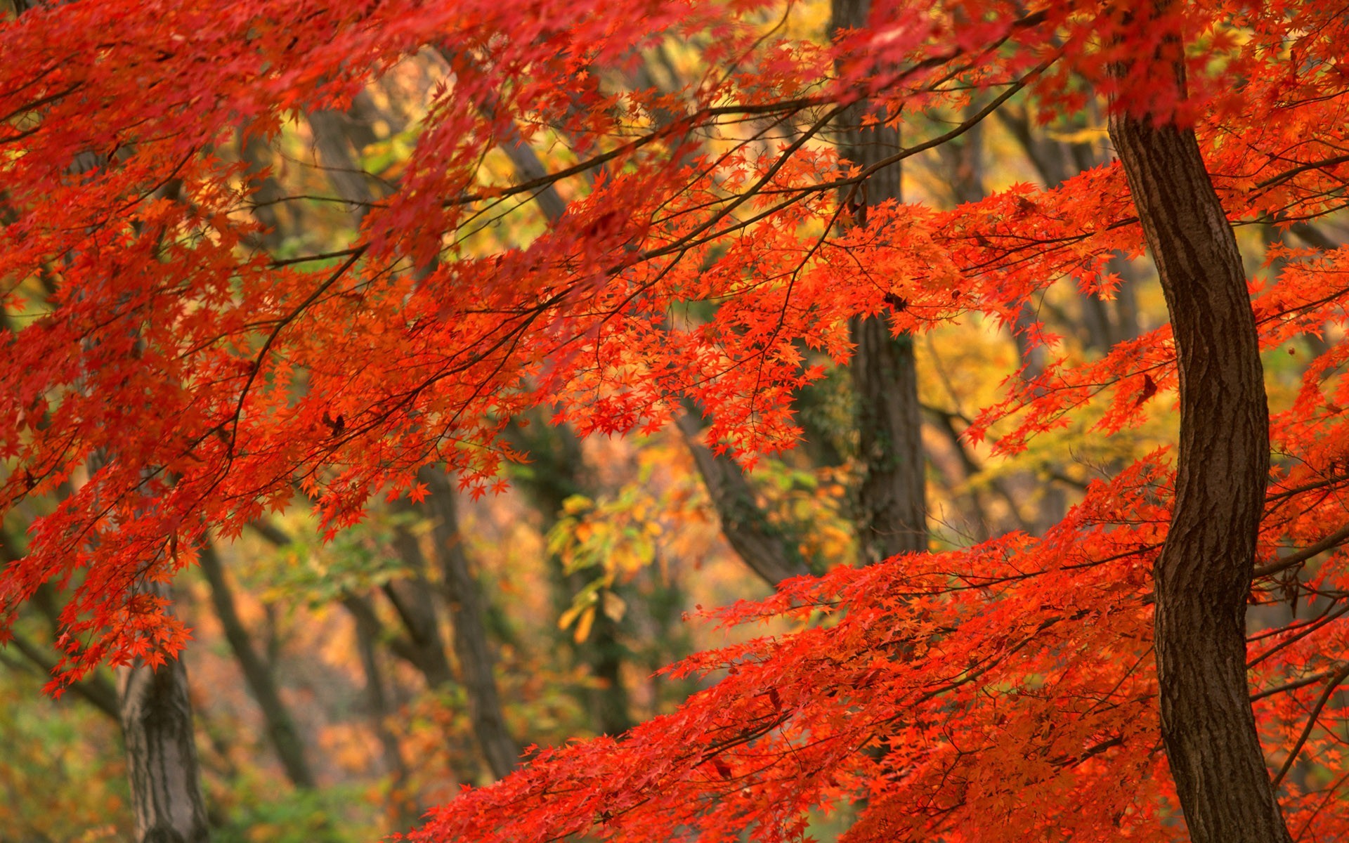 giappone albero autunno