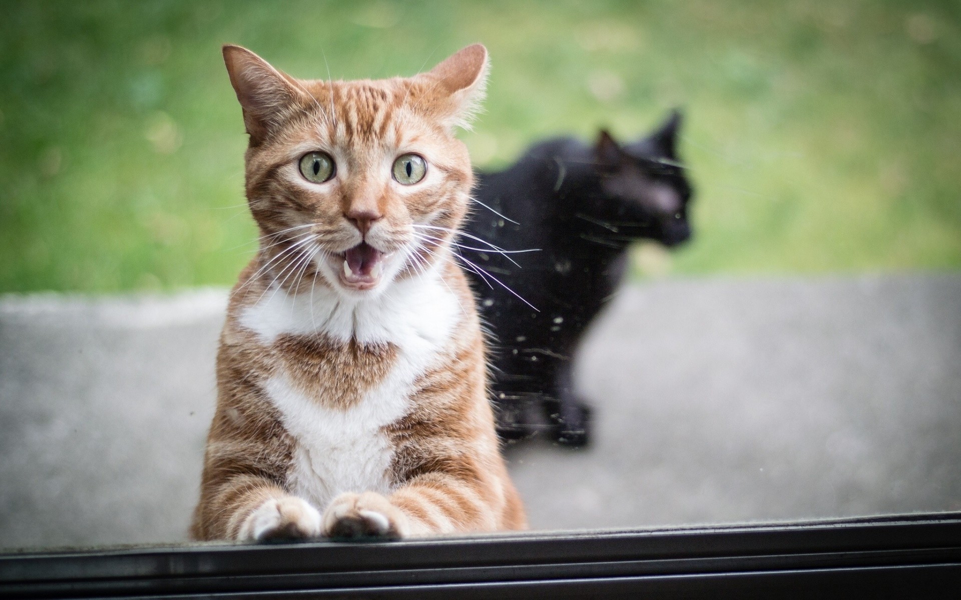 surprise chat roux fenêtre chat verre