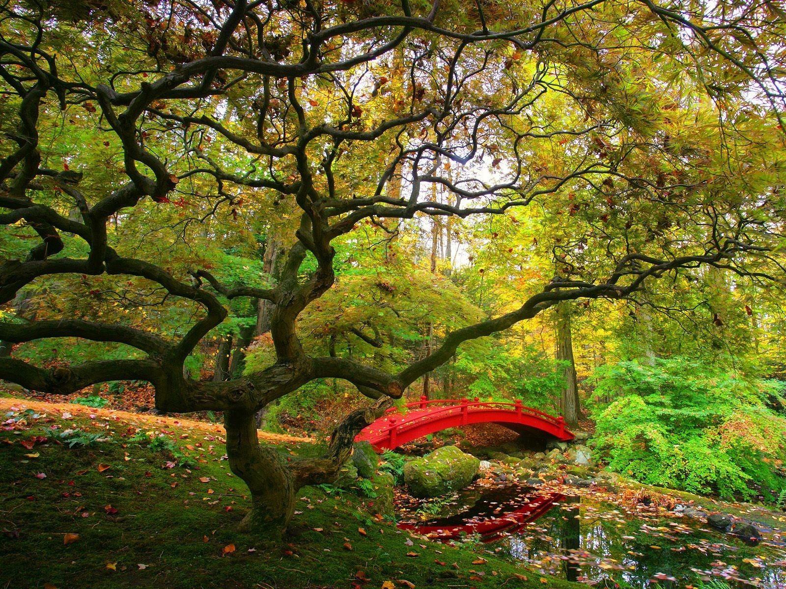 bridge tree new york