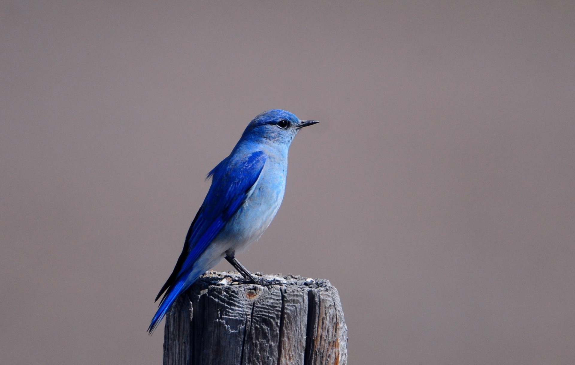 birds stump blue bird wings flower