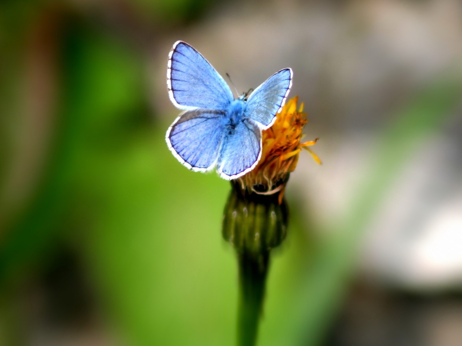 schmetterling grün blume