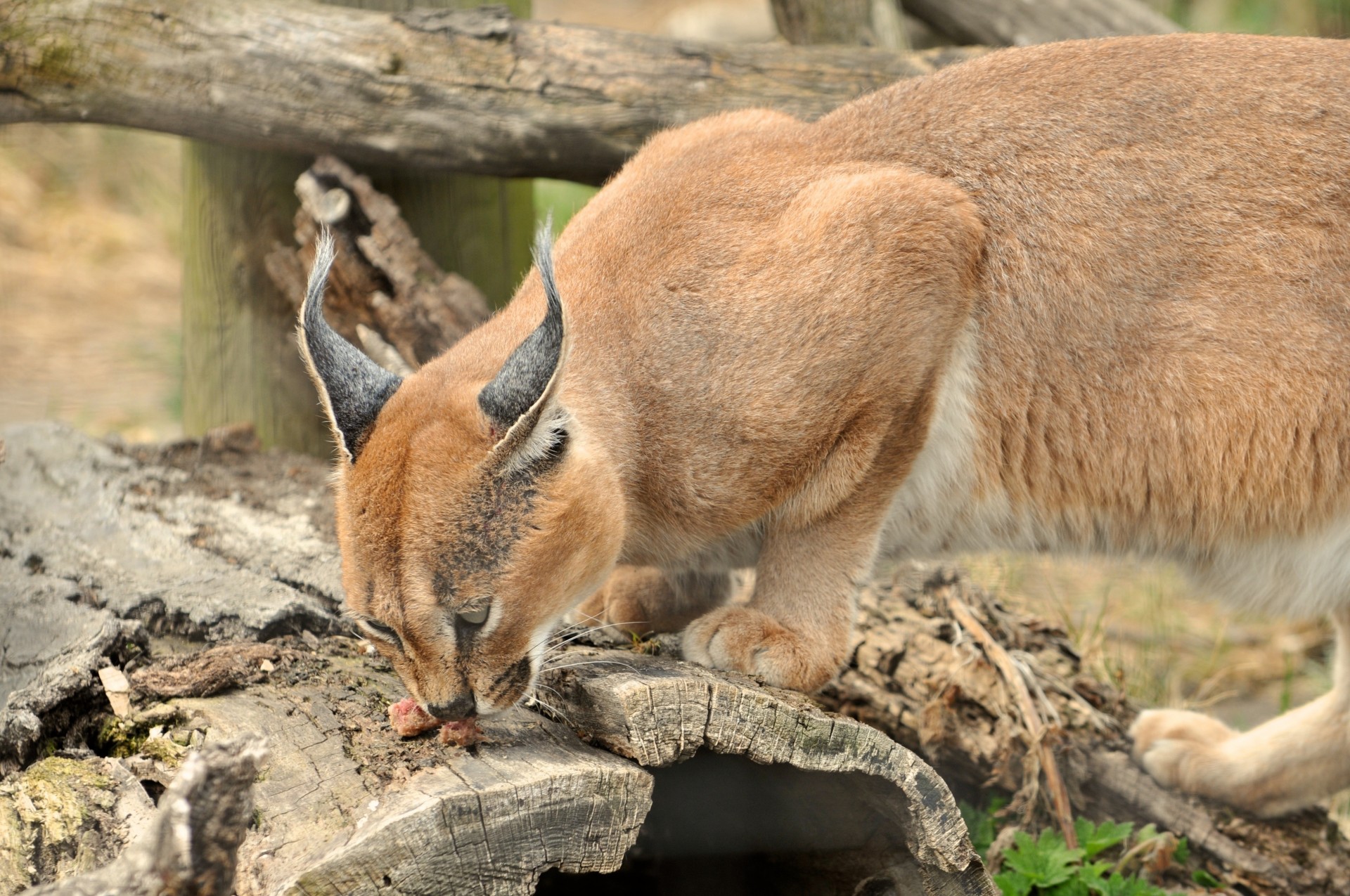 rinde luchs essen baum