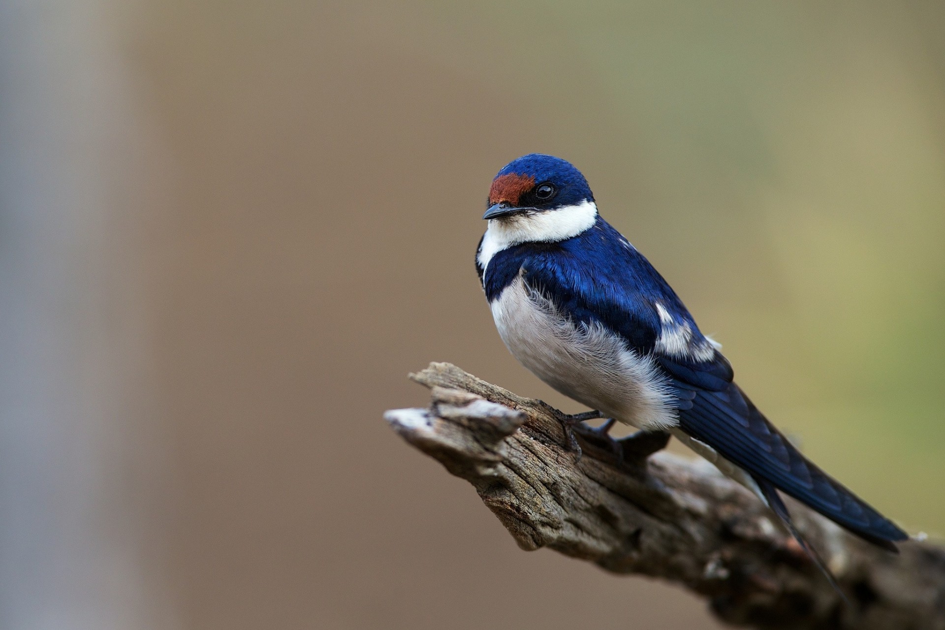 oiseaux hirondelle chienne