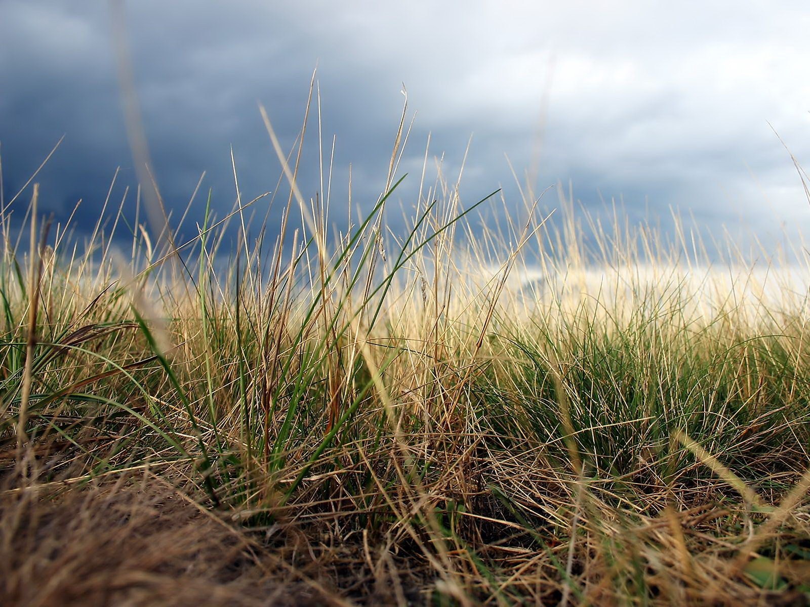 grass the field sky