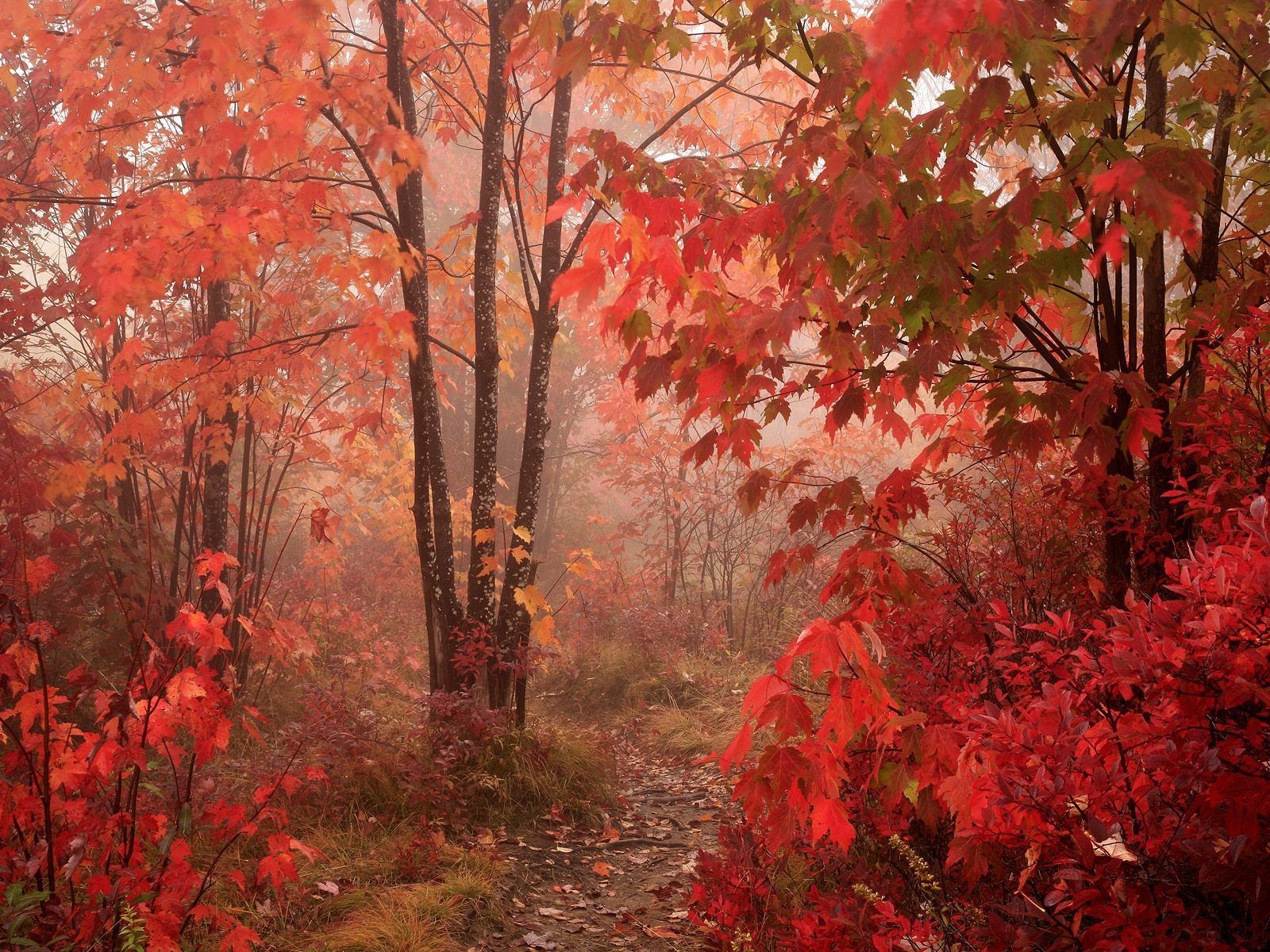 nature autumn tree red