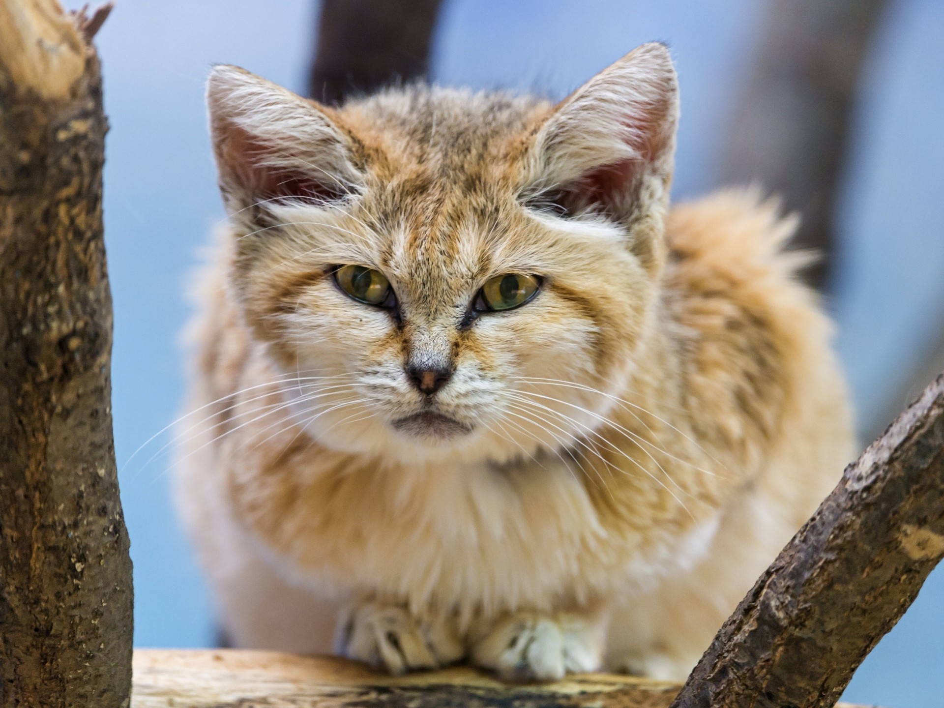 vue chat de sable