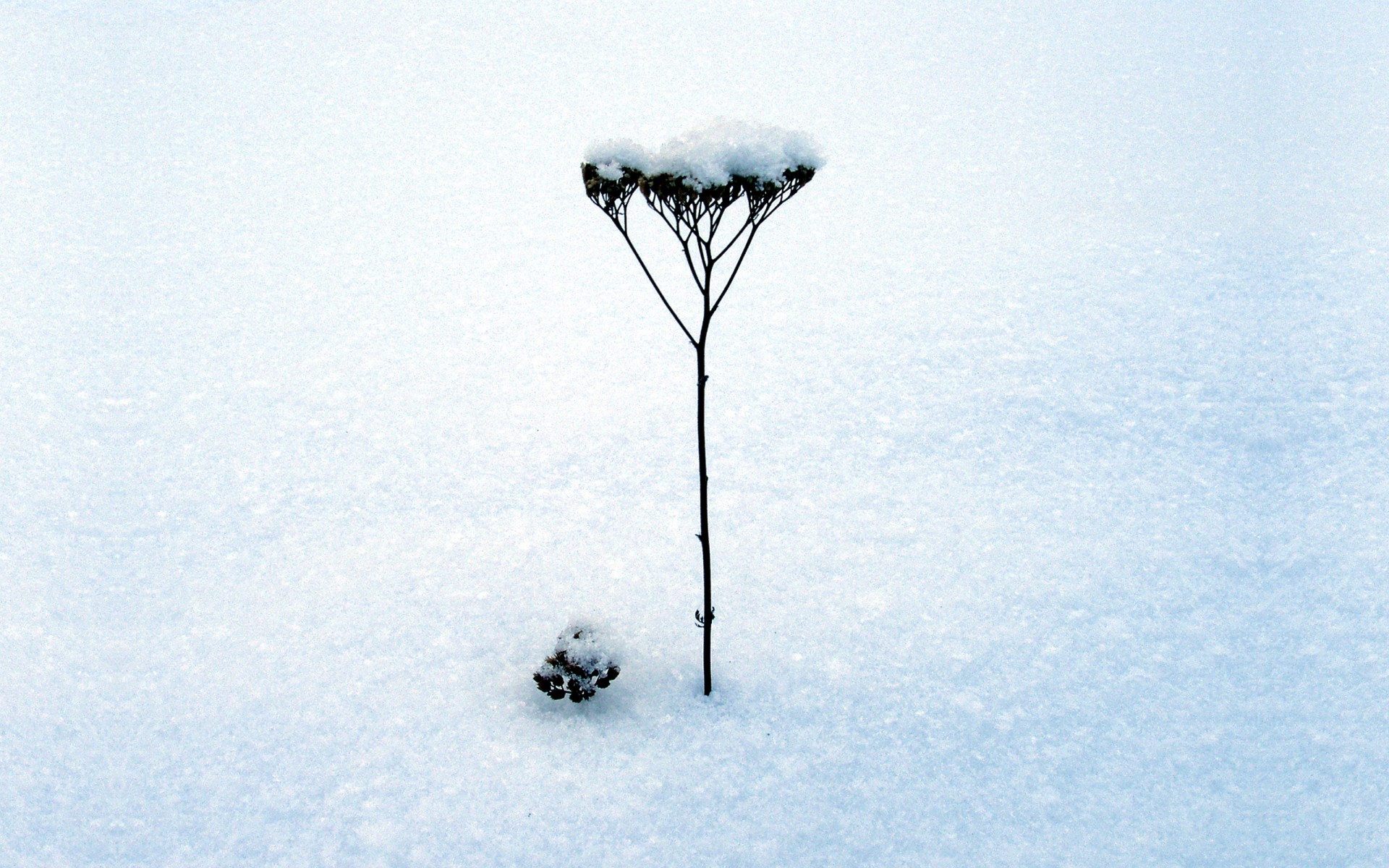 invierno nieve minimalismo tallo