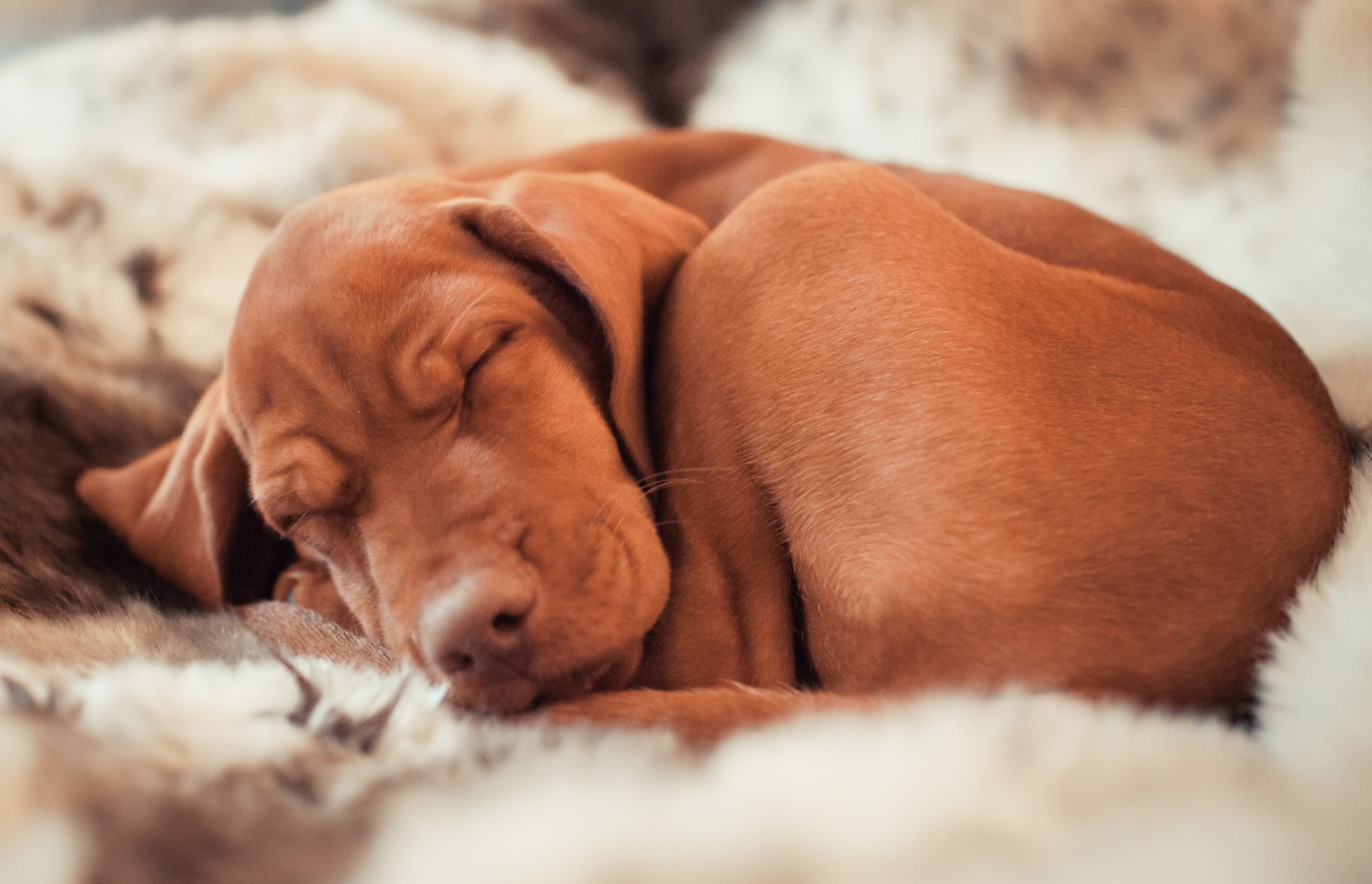 hund schlafen ungarische auspressen ungarischer bulle jagdhundrasse schläft