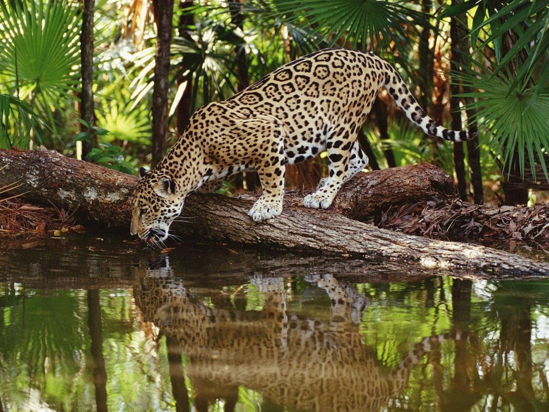 giungla predatore leopardo acqua