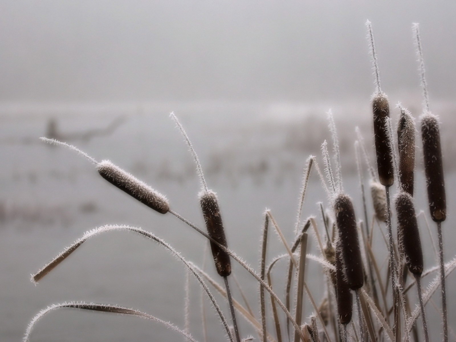 erba brina palude nebbia