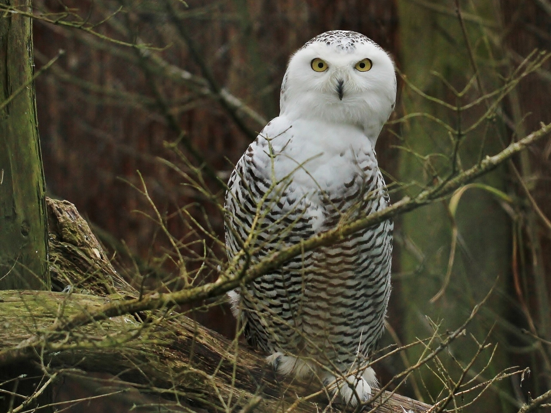 oiseaux hibou blanc hibou branches