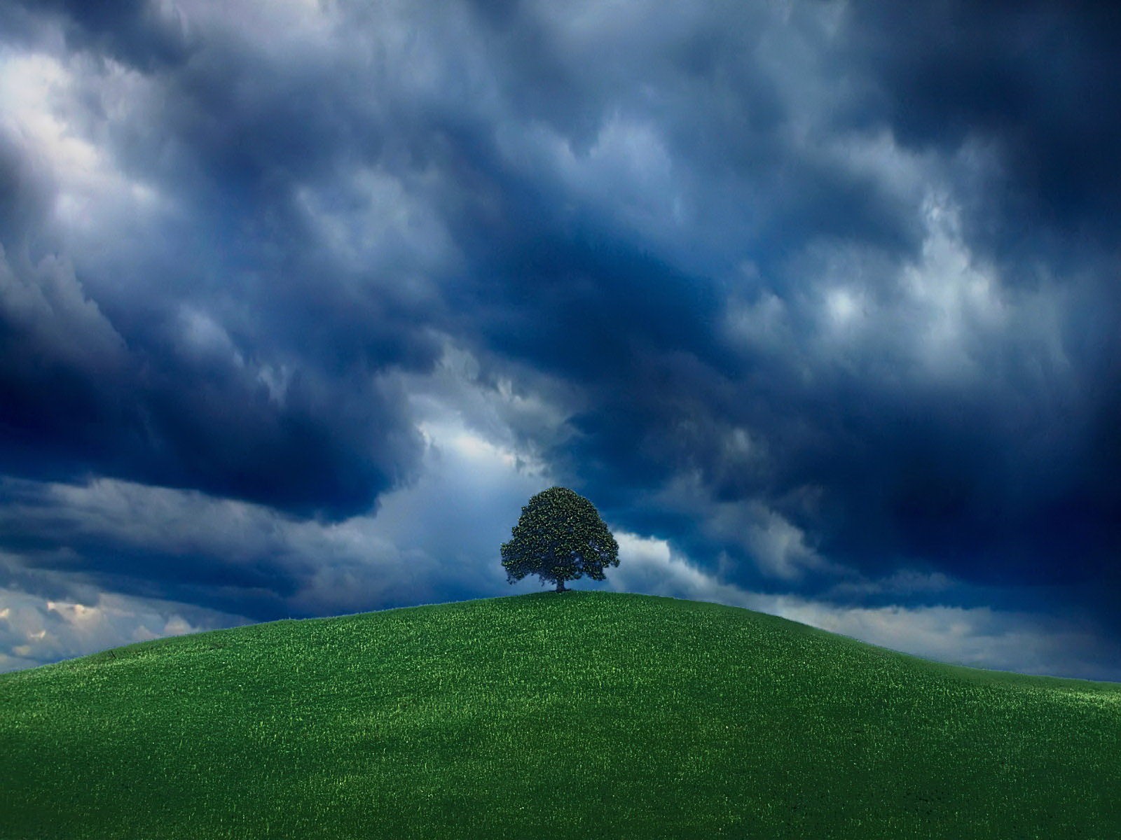 verdure arbre ciel colline