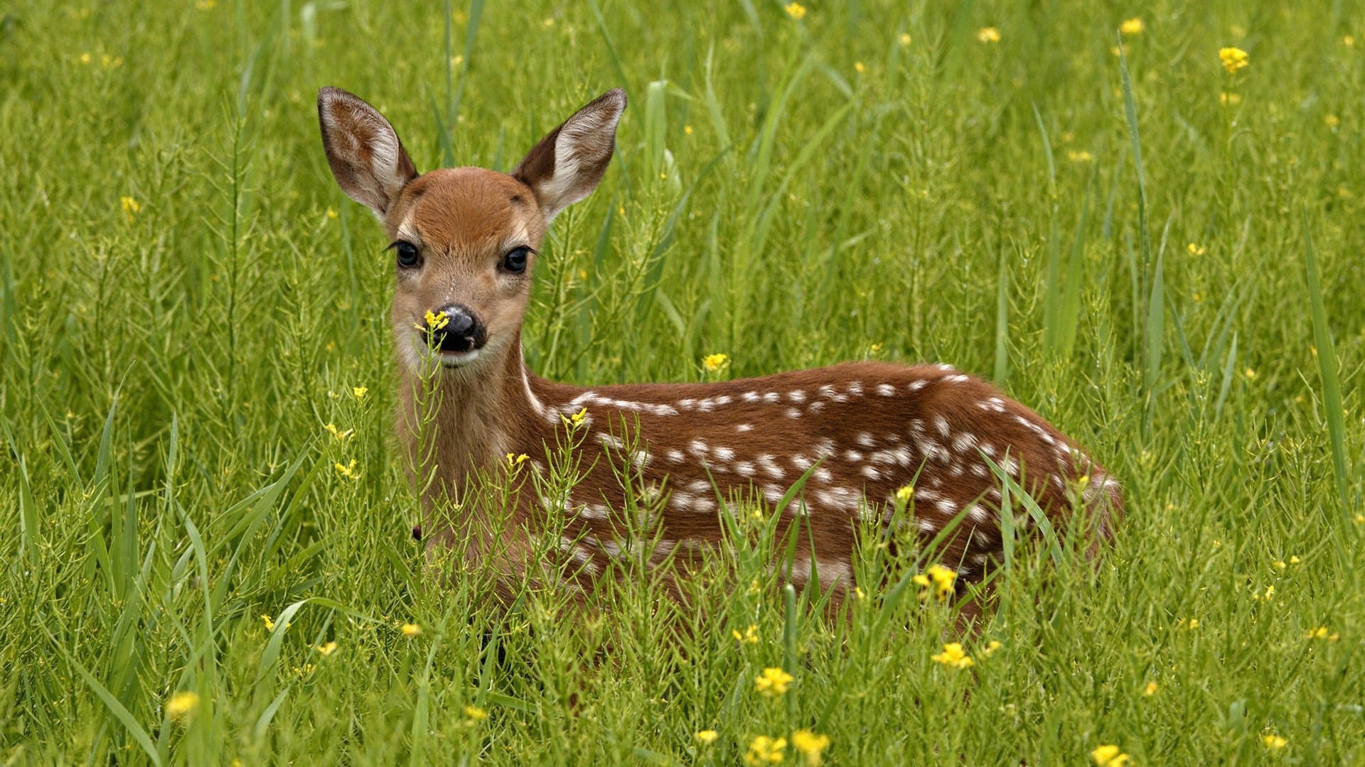 tiere gras hirsch