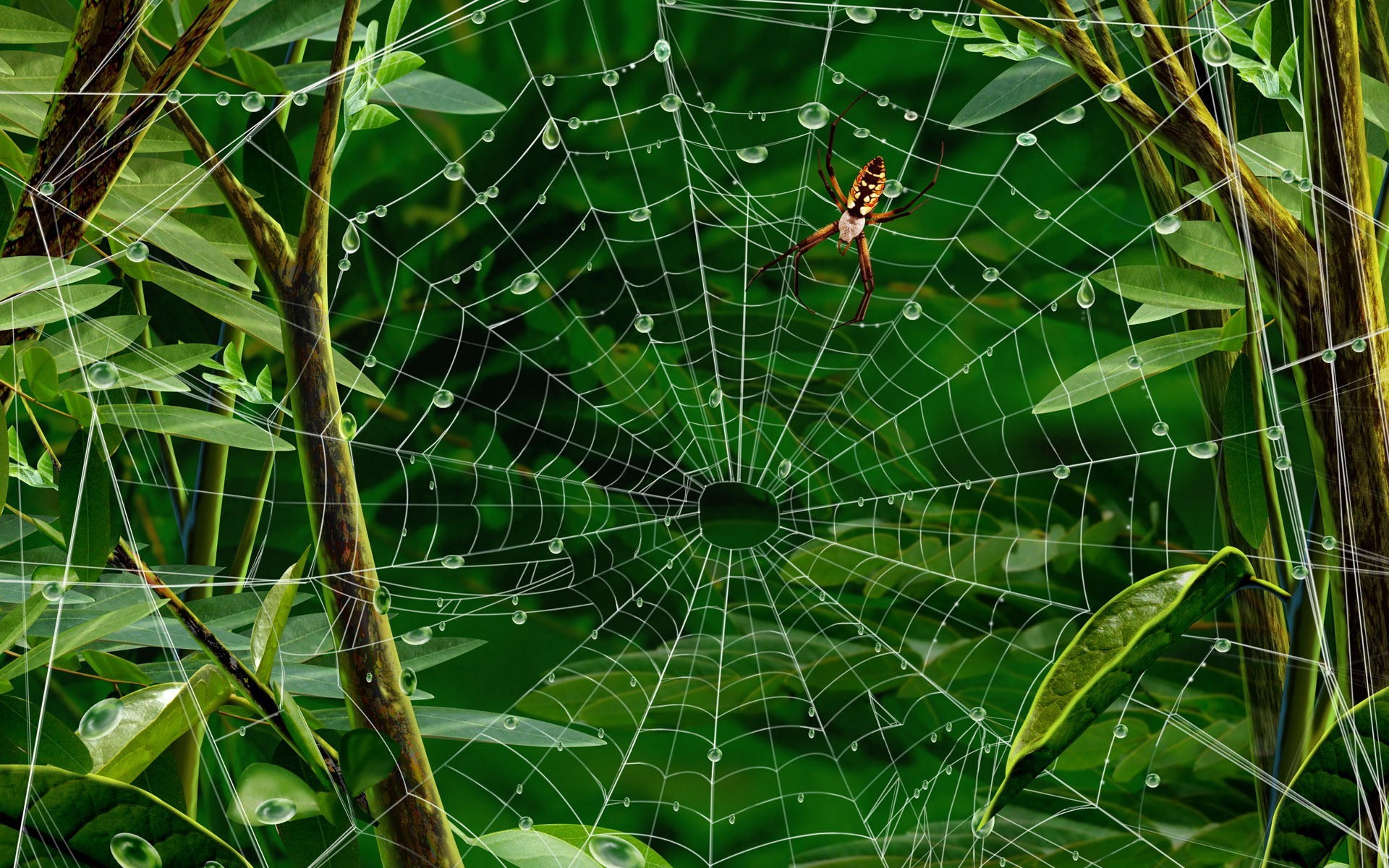 araña telaraña hojas