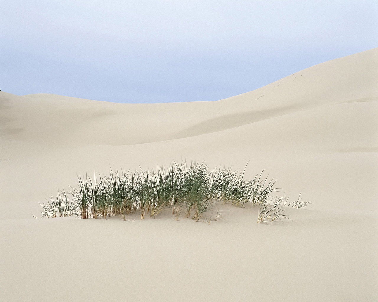 désert herbe sable