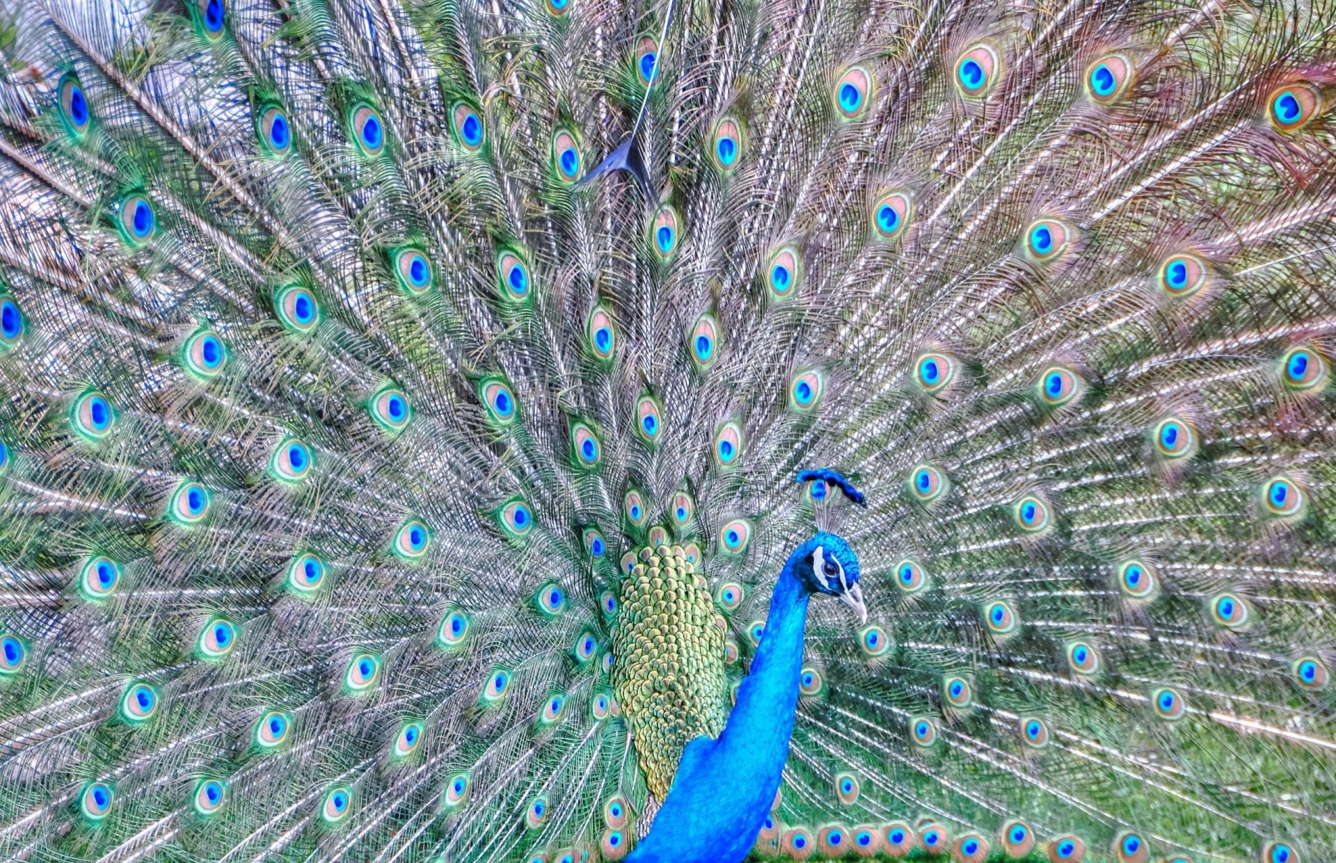 feathers peacock tail