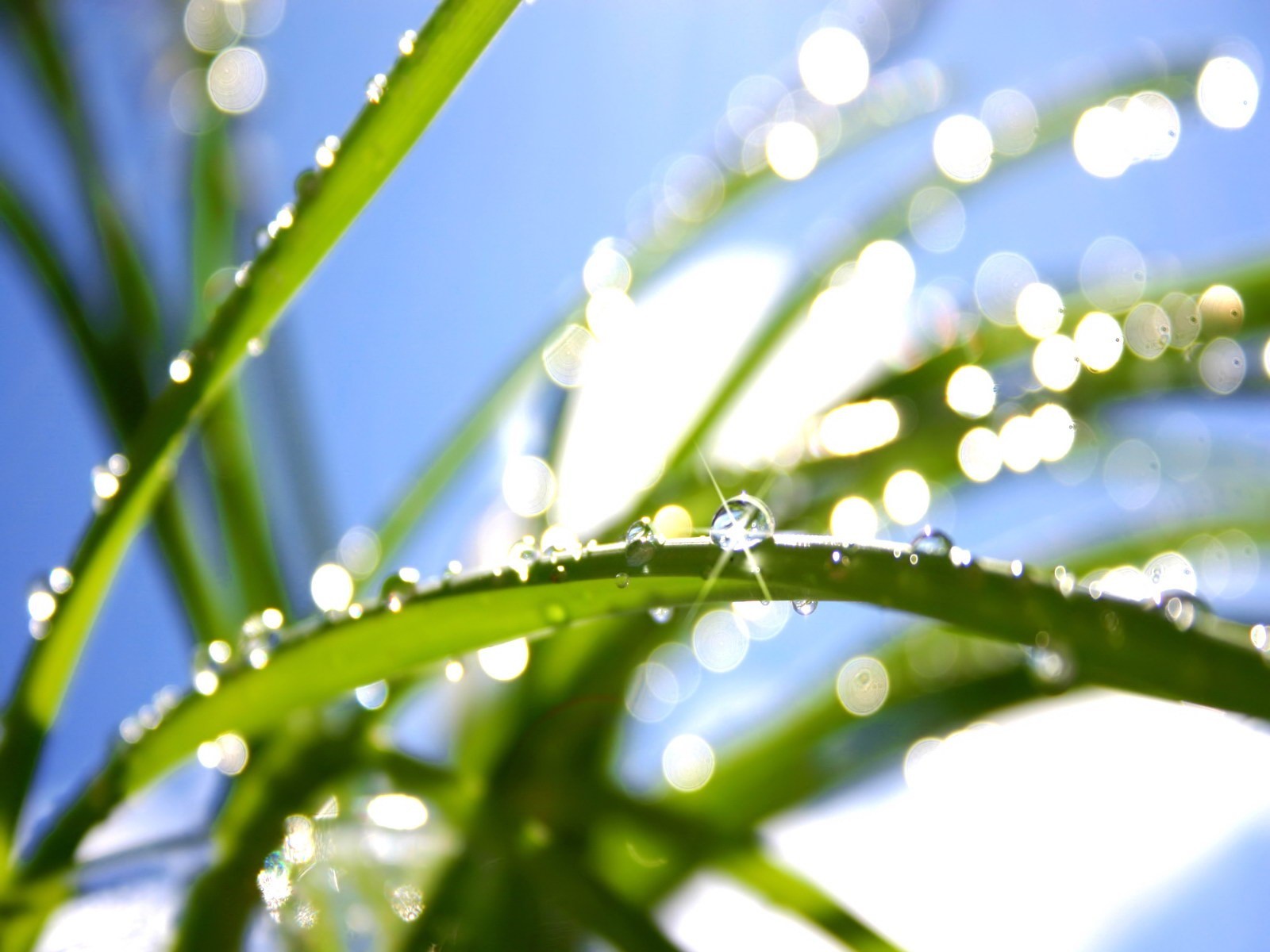 planta verde hoja gotas luz