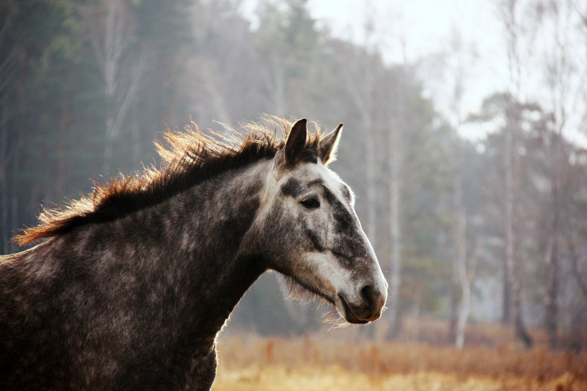 cavallo denti macchiato