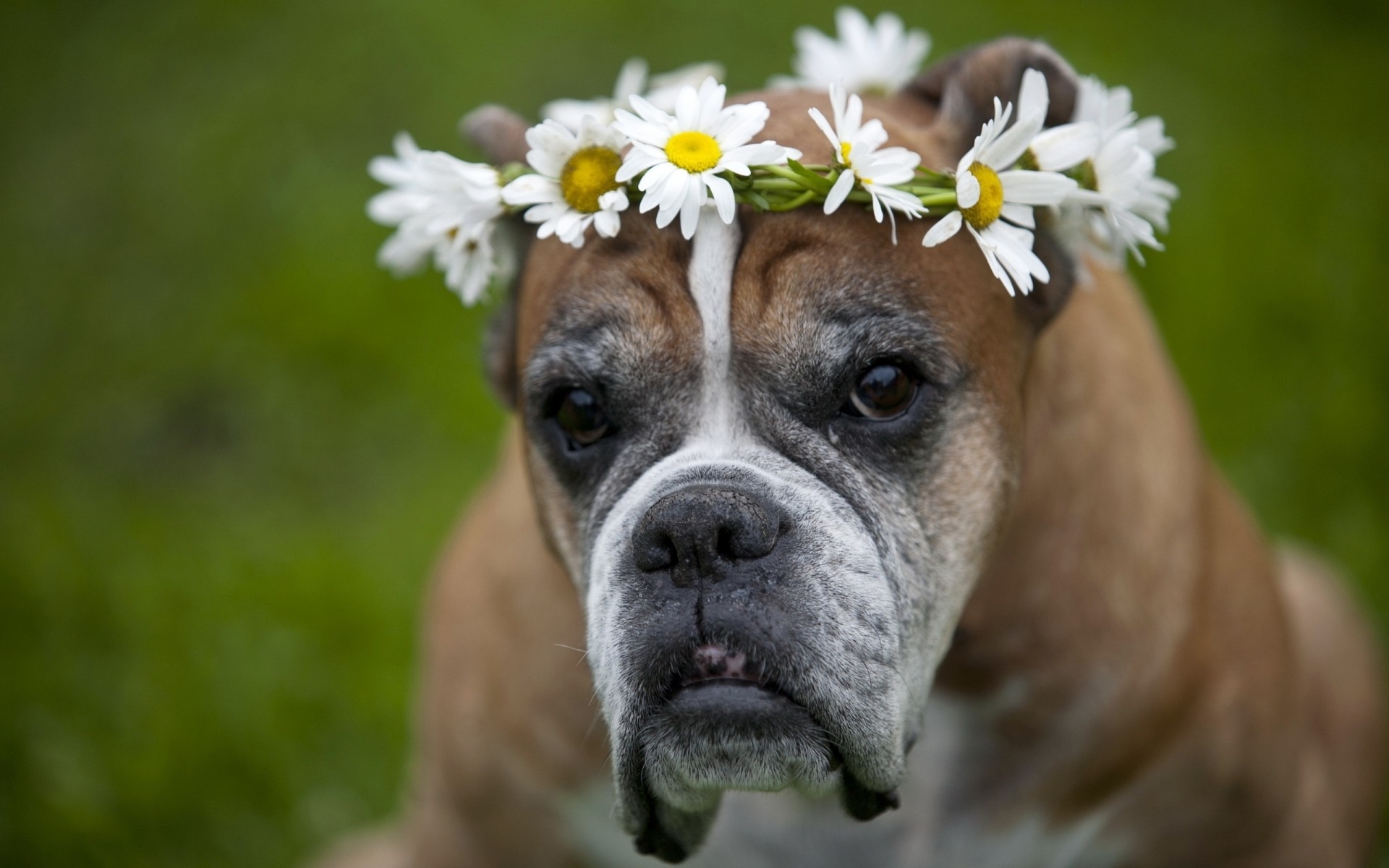 marguerites chien couronne fleurs