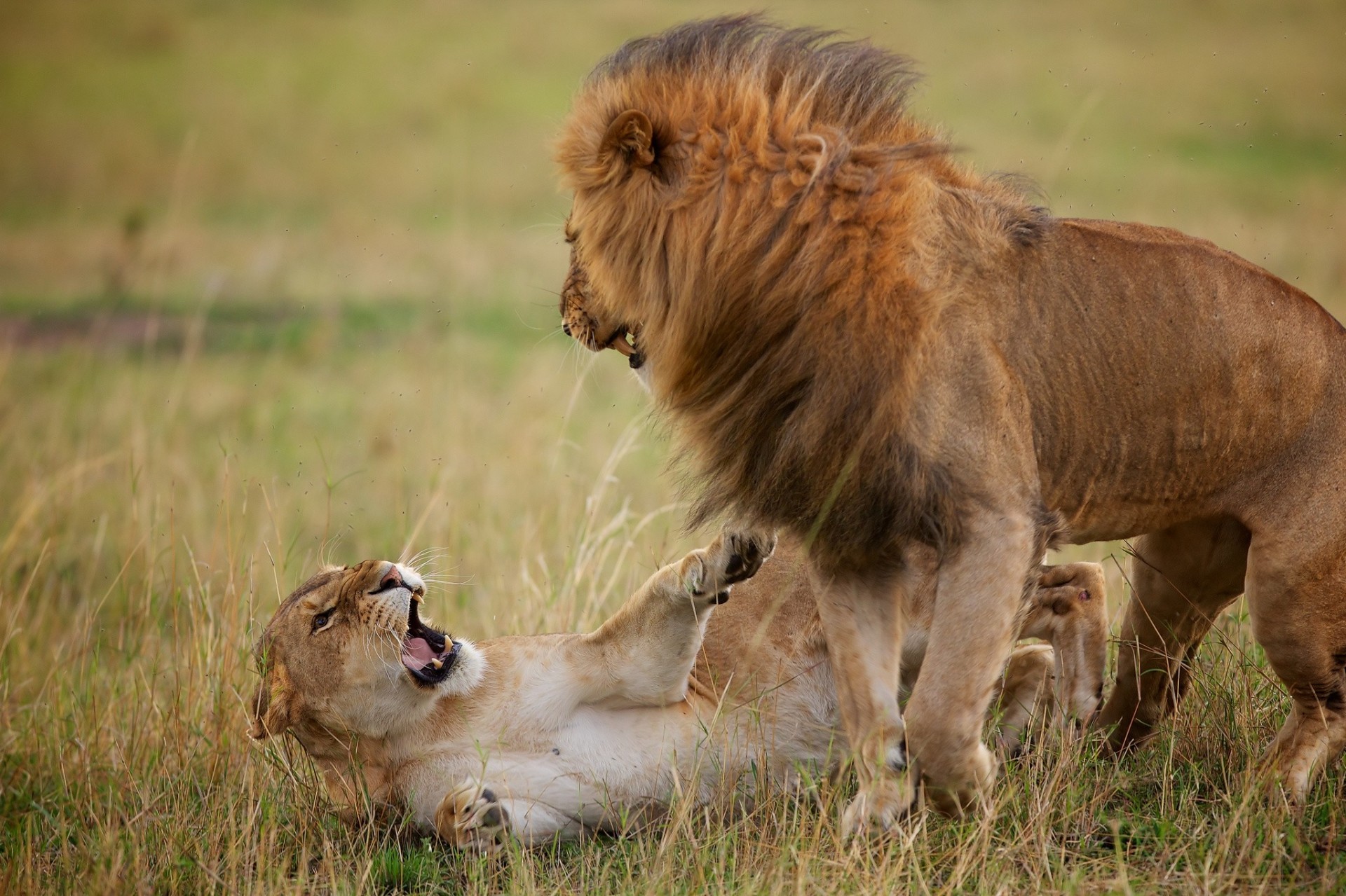 lions fight lioness leo