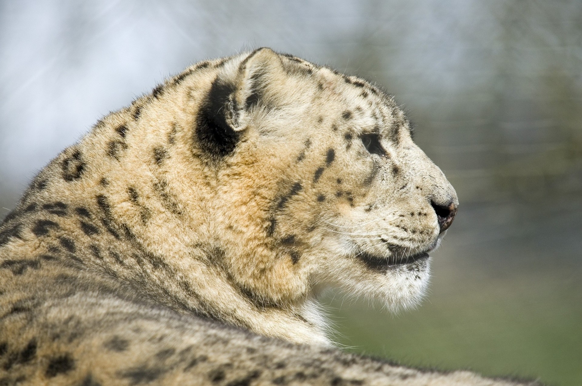 dents bête repos profil chat sauvage léopard