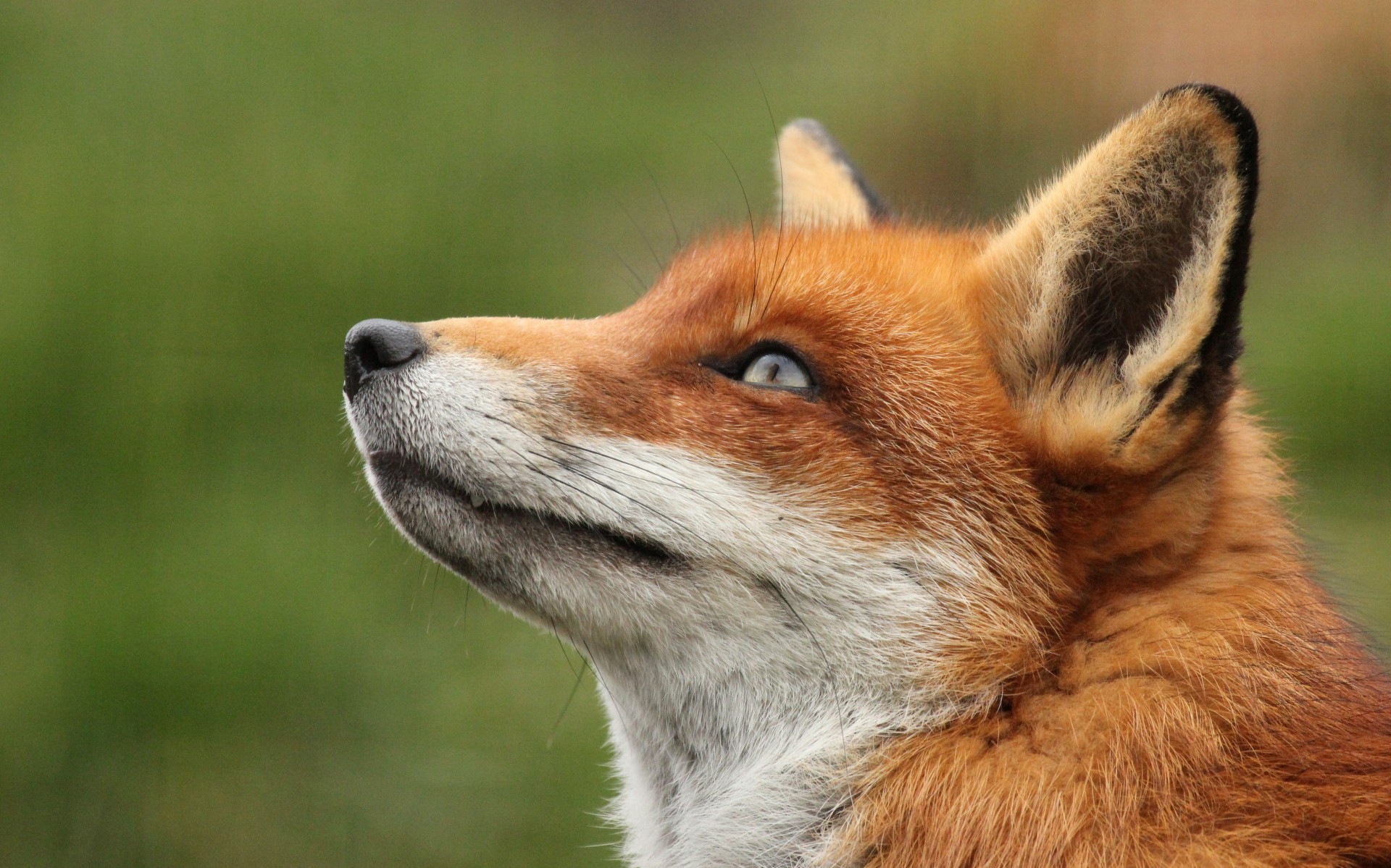 suchen fuchs porträt roter fuchs