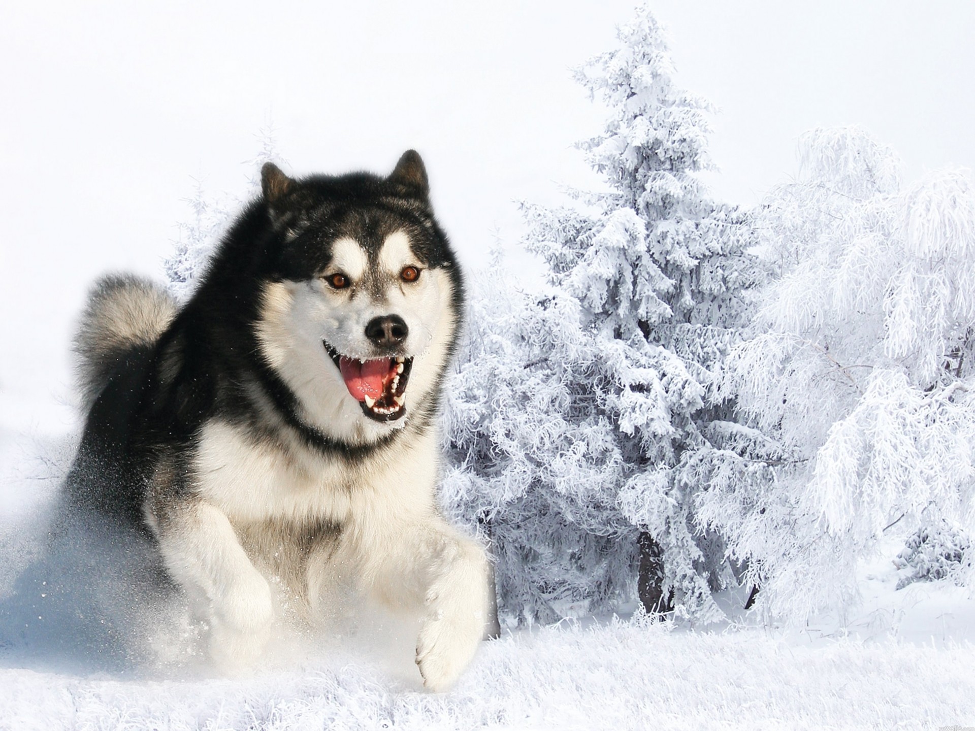 denti cane neve rauco attenzione inverno lana