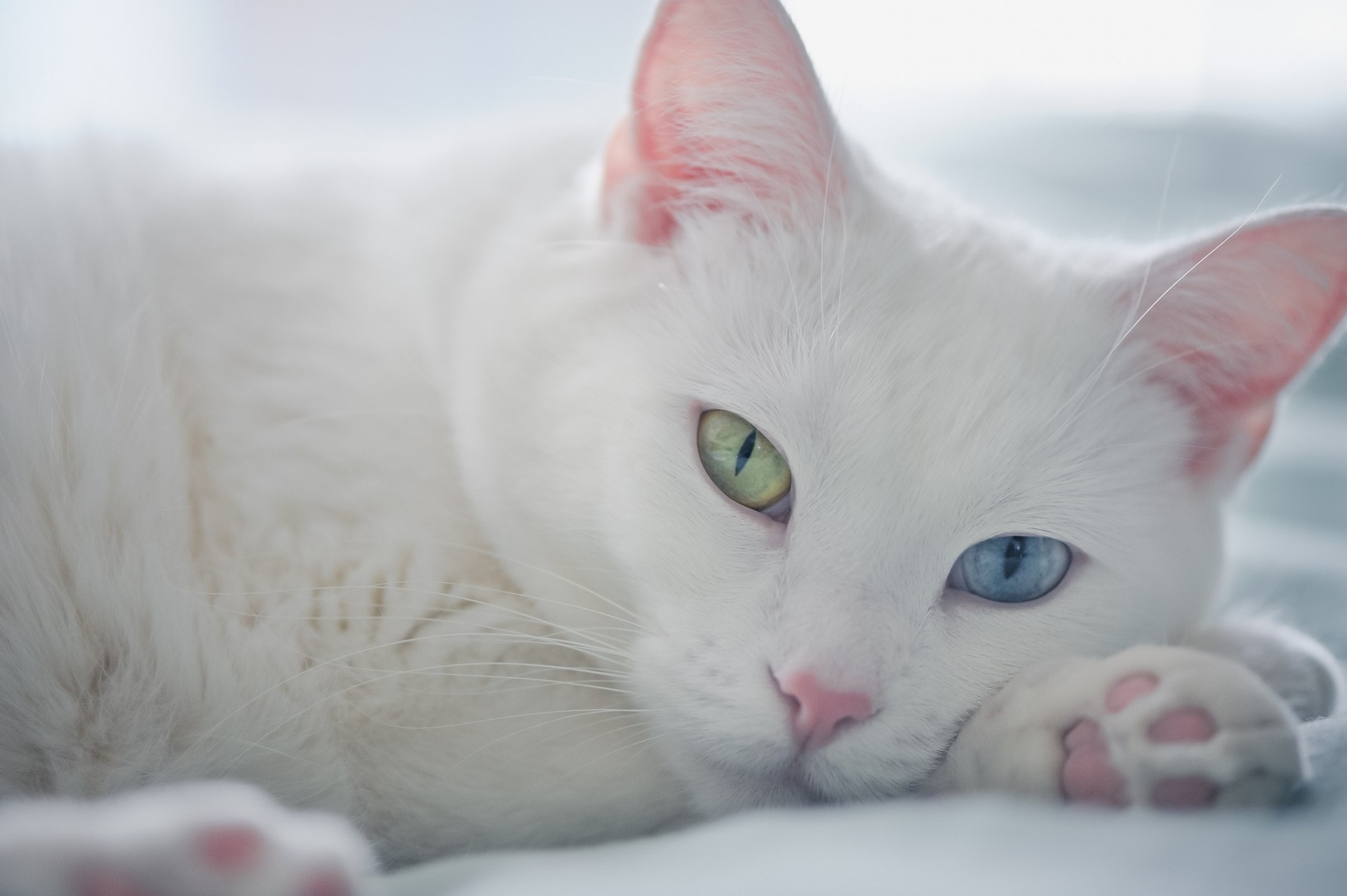 different eyes white cat cat shayrskaya horse view