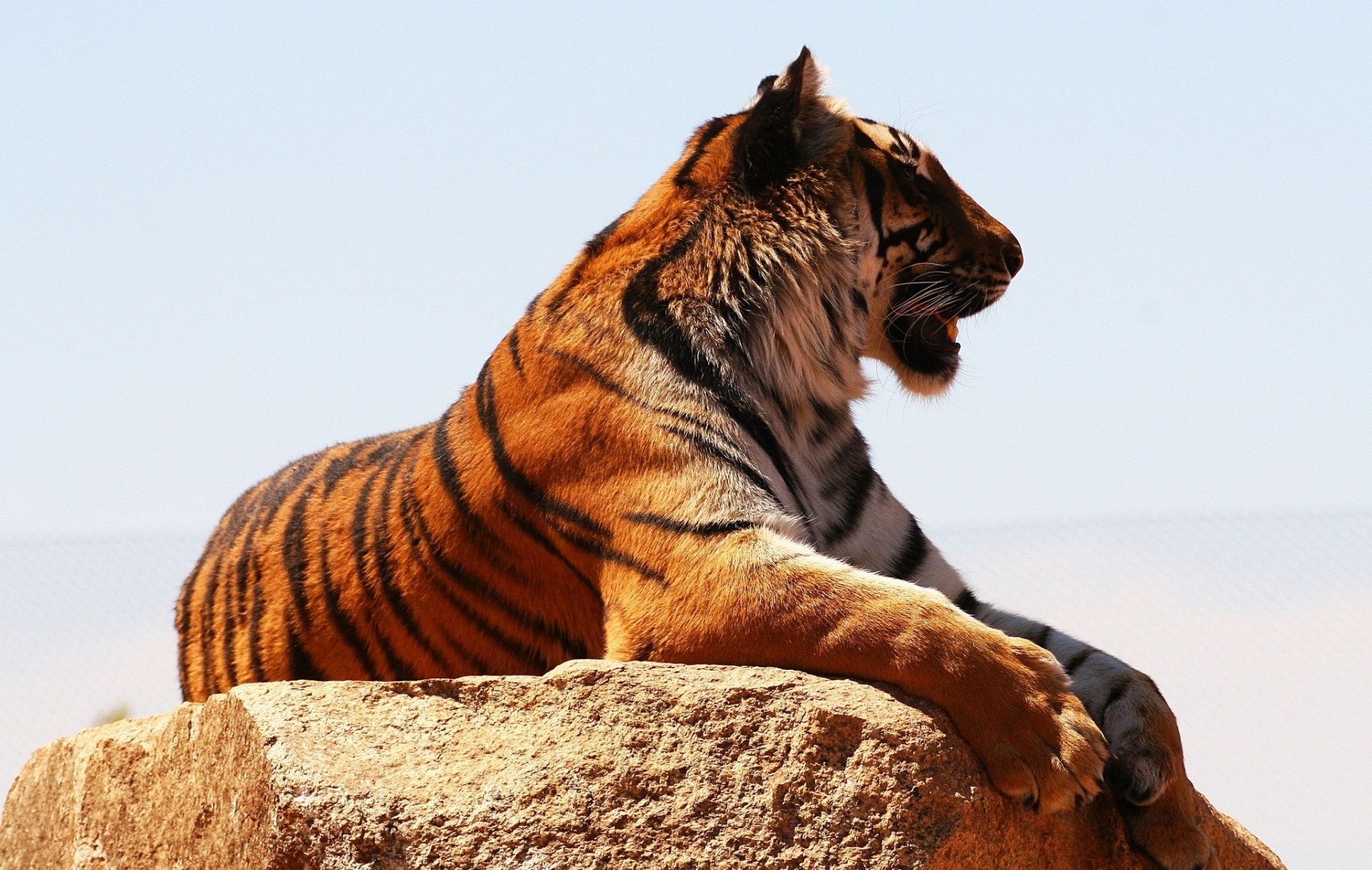 wildkatze profil freizeit tiger