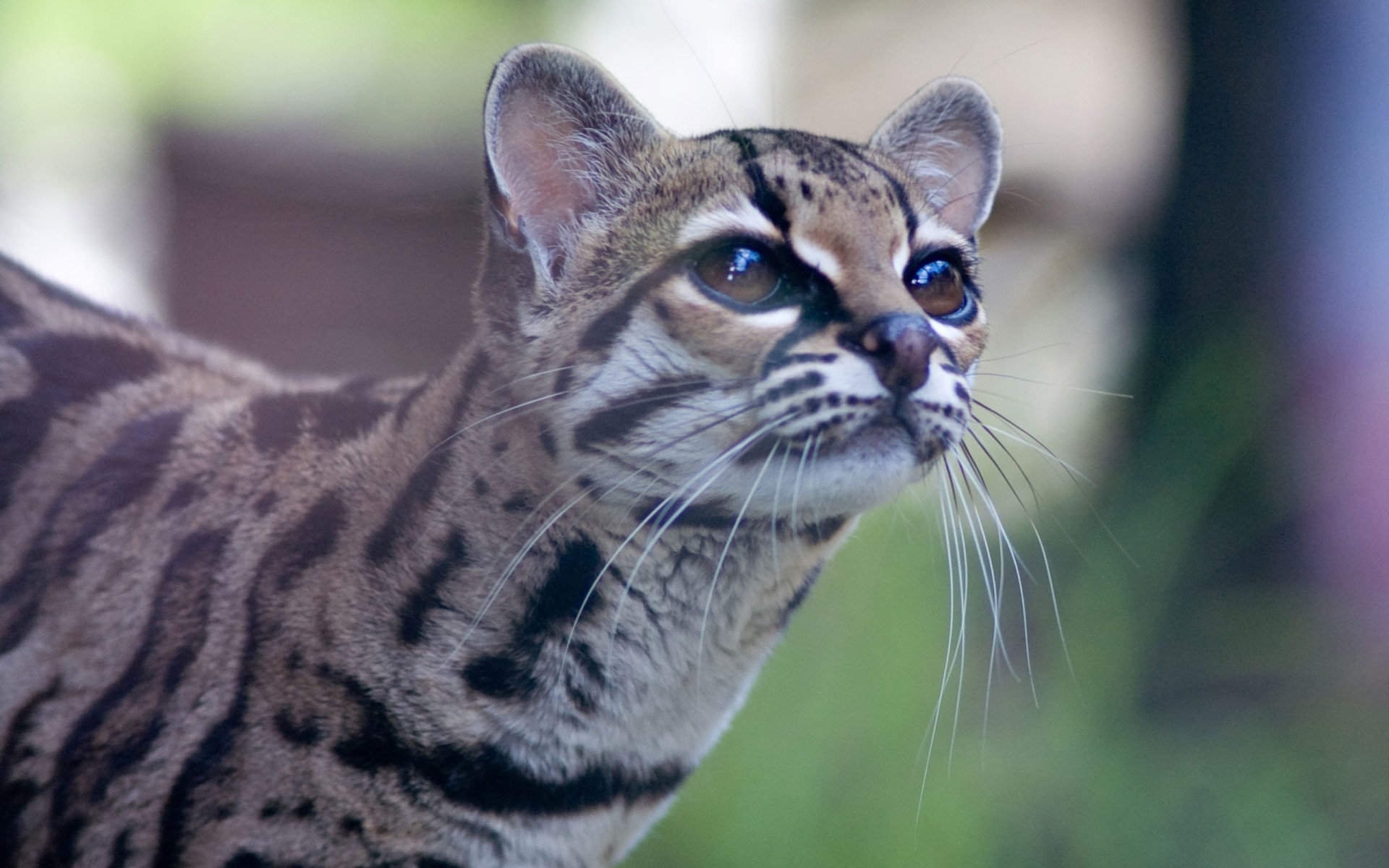 wild cat views the ocelot shayrskaya horse