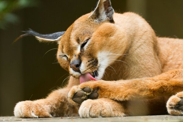 Wild cat Caracal licks paw