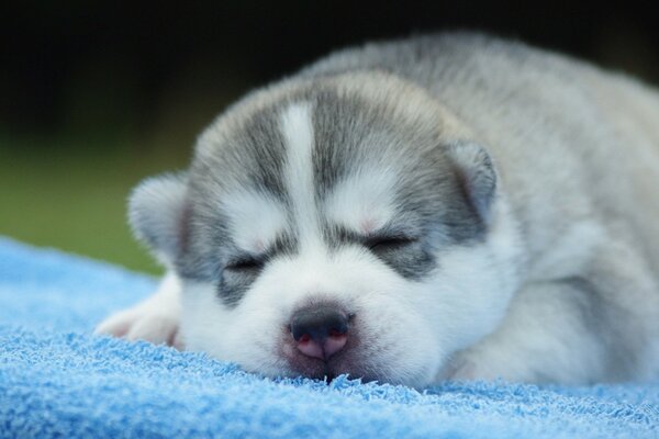 Pequeño cachorro Husky durmiendo