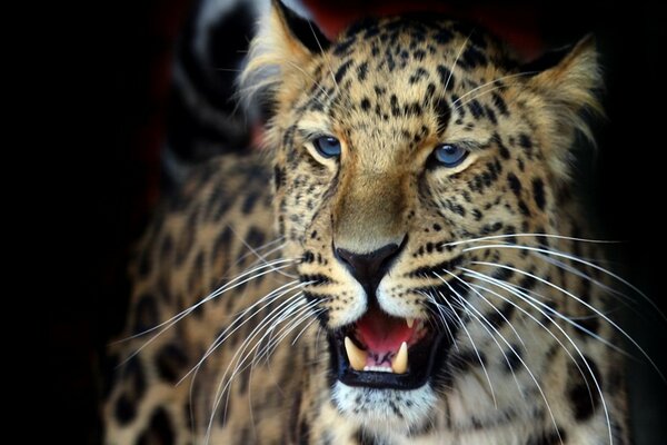 Dientes de depredador de leopardo con ojos azules