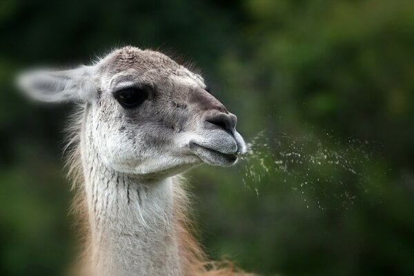 Llama escupe en el fondo de la vegetación