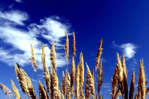 Campo de pan y nubes blancas