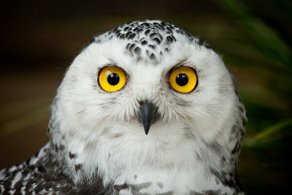 La mirada sorprendida de un búho polar