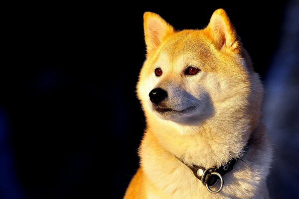 Schöner Hund unter den Strahlen der Sonne bei Sonnenuntergang