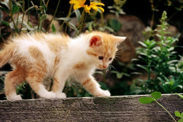 Weiße Katze mit roten Flecken auf einem Hintergrund von Blumen