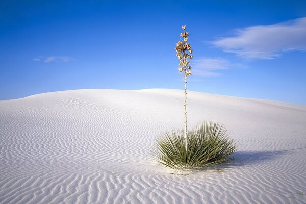 Dunes, desert, sand and green bush