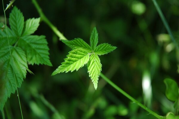 Green leaves when magnified