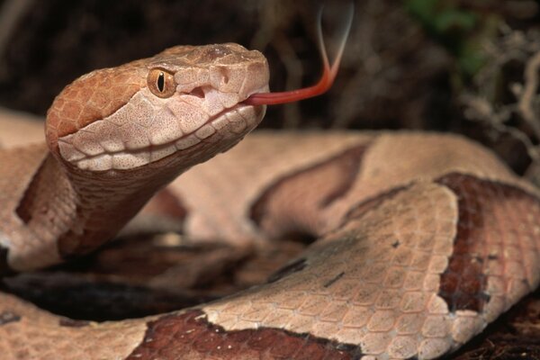 Serpiente salvaje con la lengua sacada