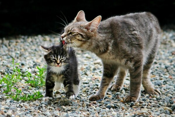 Mamma gatto accarezza il suo gattino