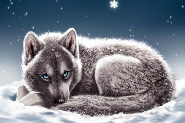 Ein blauäugiger Wolf, der im Schnee liegt