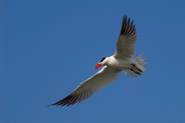 Möwe mit rotem Schnabel im Flug