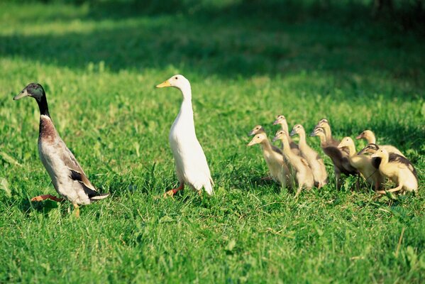 Bella famiglia di anatre sul prato