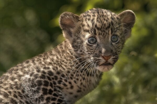 Adorable leopard cub