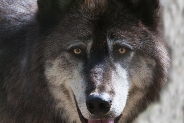 Enorme lobo en Alaska