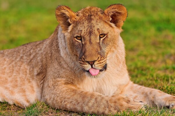 A contented lioness lying on the grass