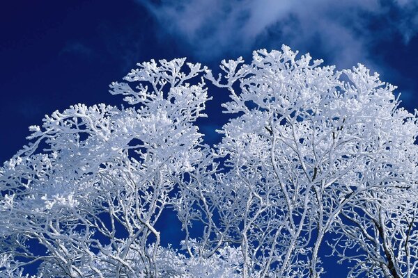 Albero innevato contro il cielo notturno