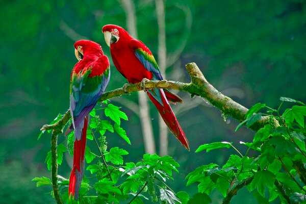 Two beautiful parrots are sitting on a tree